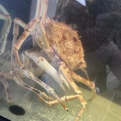 La Lepanto - Crabs in the tank