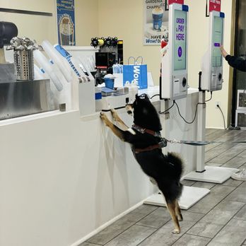 Wow Tea Drink - dog friendly :) - Bubble Tea Near Me - Cupertino, California Wow Tea Drink - dog friendly :) - Bubble Tea Near Me - Cupertino, California
