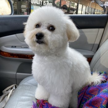 Ladies Pet Grooming - @koda_the_toy_poodle_ Fresh from the groomers with her blowout. She was so fluffy, clean and tidy. - Pet Groomers Near Me - Glendora, California