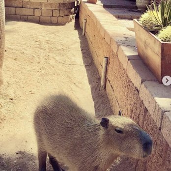 Phoenix Herpetological Society - The star of the show! The capybara, Tater Tot! - Community Service/Non-Profit Near Me