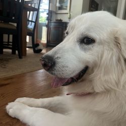 Furry Friends Gentle Pet Grooming - A VERY happy recently-retired farm Pyrennes!