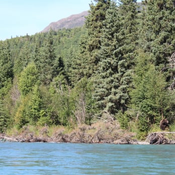Alaska Wildland Adventures - Bear! - Tours Near Me - Cooper Landing, Alaska