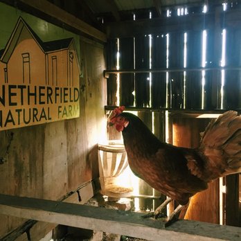 Netherfield Natural Farm - Inside the Bar/n. Rooster keeping watch. - Bed & Breakfast Near Me - Fontana, Kansas Netherfield Natural Farm - Inside the Bar/n. Rooster keeping watch. - Bed & Breakfast Near Me - Fontana, Kansas