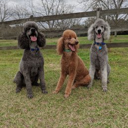 Leon, Phoebe, and Remy after Winter grooming.