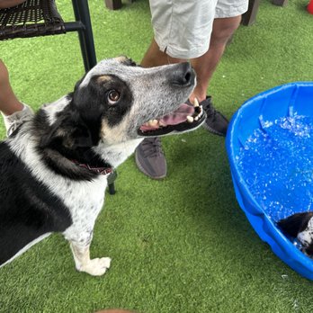 The Dog Bar - Sports Bars Near Me - St. Petersburg, Florida The Dog Bar - Sports Bars Near Me - St. Petersburg, Florida