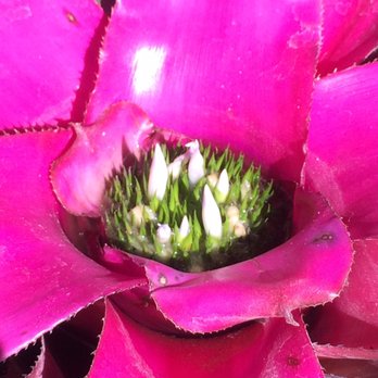 Lauritzen Gardens - Tropical flowers can look like beautiful and creepy! - Venues & Event Spaces Near Me - Omaha, Nebraska Lauritzen Gardens - Tropical flowers can look like beautiful and creepy! - Venues & Event Spaces Near Me - Omaha, Nebraska