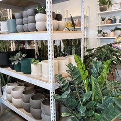 Flora - Lots of pottery to choose from for your newly adopted plant