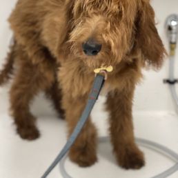 Milo getting fluffed