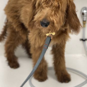 Natural Pawz - Milo getting fluffed - Pet Groomers Near Me - Houston, Texas