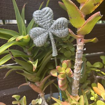 Little Barn Coffee House - plant life - Coffee & Tea Near Me - Los Angeles, California