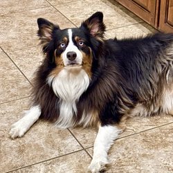 Pets West Aledo