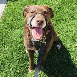 Doggie Bliss - Picture taken from one of their walks!