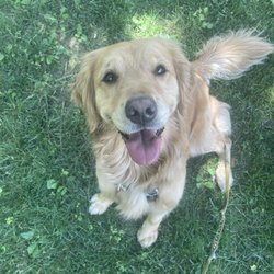 BVSPCA Animal Health Center - A happy dog immediately after her vet visit