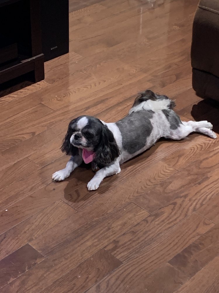 GROOMGROOM Updated July 2024 127 Photos & 118 Reviews East