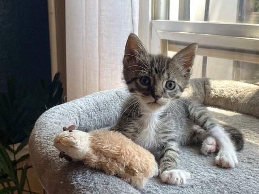 LAS TUNAS ANIMAL HOSPITAL - 15 Photos &amp; 49 Reviews - 108 Las Tunas Dr