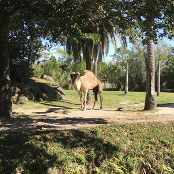 Zoo Miami - Zoos Near Me - Miami, Florida Zoo Miami - Zoos Near Me - Miami, Florida