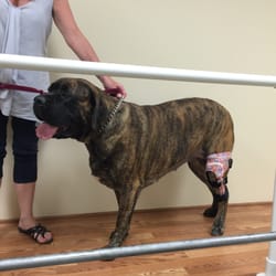 M H Mandelbaum Orthotic & Prosthetic Services, Inc - Layla -199 pound Mastiff puppy