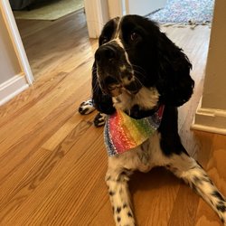 Pawtiques Grooming & Academy - Dog
