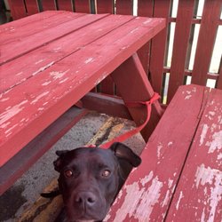 Orly’s BBQ - Pet friendly patio