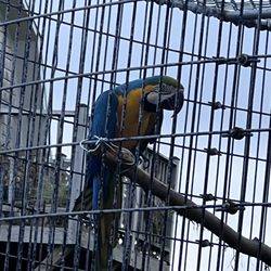 Kisma Preserve - Macaw bird