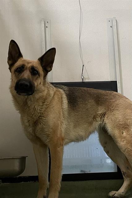 Snuggle Inn Doggie Resort Image