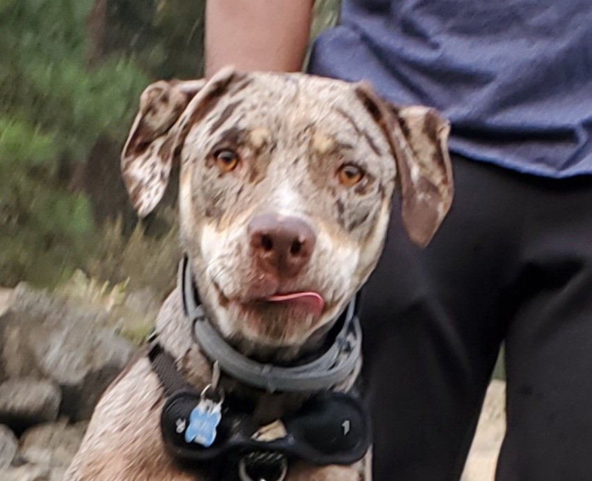 HOT DIGGITY DOG DOGGIE DAYCARE Updated August 2024 44 Photos & 10 Reviews 15019 Meridian E