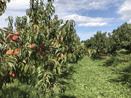 GREEN ACRE FARMS - Updated July 2026 - 46 Photos & 15 Reviews - 3460 ...