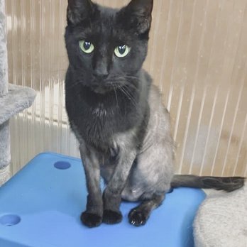 United For Animals Rescue - Beautiful Stella. Stop by and visit her she loves visitors - Animal Shelters Near Me - Margate, Florida
