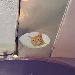 Ceiling cat is alive and well at the Phoenix Cat Cafe.