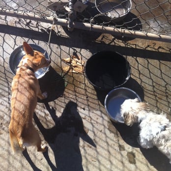 Central Bark - Plenty of water for everyone - Dog Parks Near Me - Santa Clarita, California