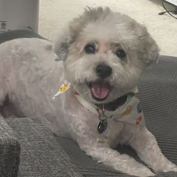 Wow! My dog - Happy pup! - Pet Groomers Near Me Wow! My dog - Happy pup! - Pet Groomers Near Me