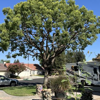 Mid-Valley Tree Service - After the trim - Tree Services Near Me - Fresno, California Mid-Valley Tree Service - After the trim - Tree Services Near Me - Fresno, California