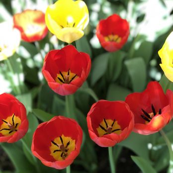Montvale Landscaping - red and yellow tulips - Landscaping Near Me - Montvale, New Jersey Montvale Landscaping - red and yellow tulips - Landscaping Near Me - Montvale, New Jersey
