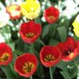 Photo of Montvale Landscaping