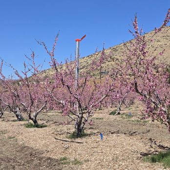 Bloom Ranch Of Acton - Peach orchard - Farms Near Me - Acton, California