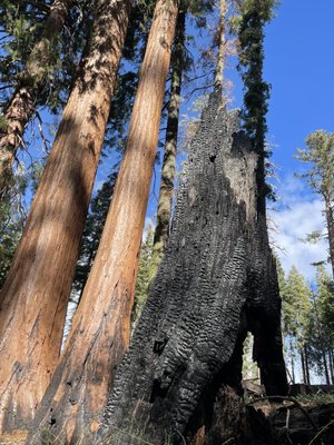 Mariposa Grove by null