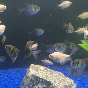 Petland Ashland - Some of my new fish!! - Pet Stores Near Me - Ashland, Kentucky Petland Ashland - Some of my new fish!! - Pet Stores Near Me - Ashland, Kentucky