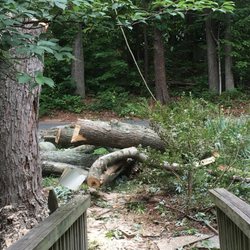 Hunt's Tree Removal And Pruning Service Inc - Removal of large maple tree by Hunt's tree service. Large limbs were lowered by ropes taking care not to harm other plantings.
