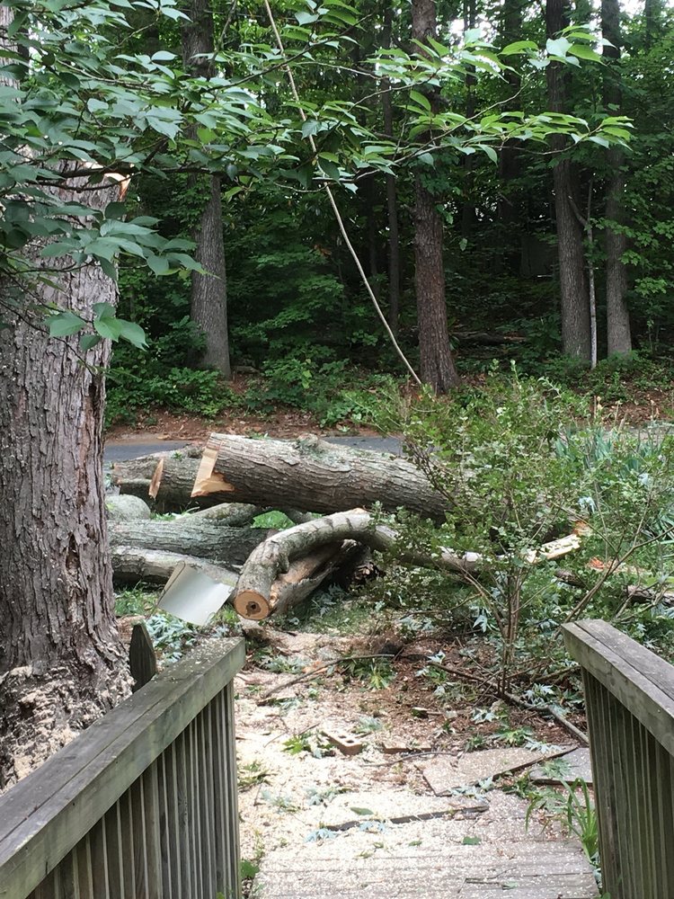 Hunt's Tree Removal And Pruning Service Inc - tree service in Greensboro, NC