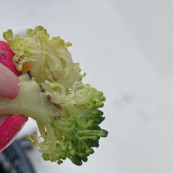 Hollywood & Dine - Bugs/mold - Specialty Food Near Me - Universal City, California