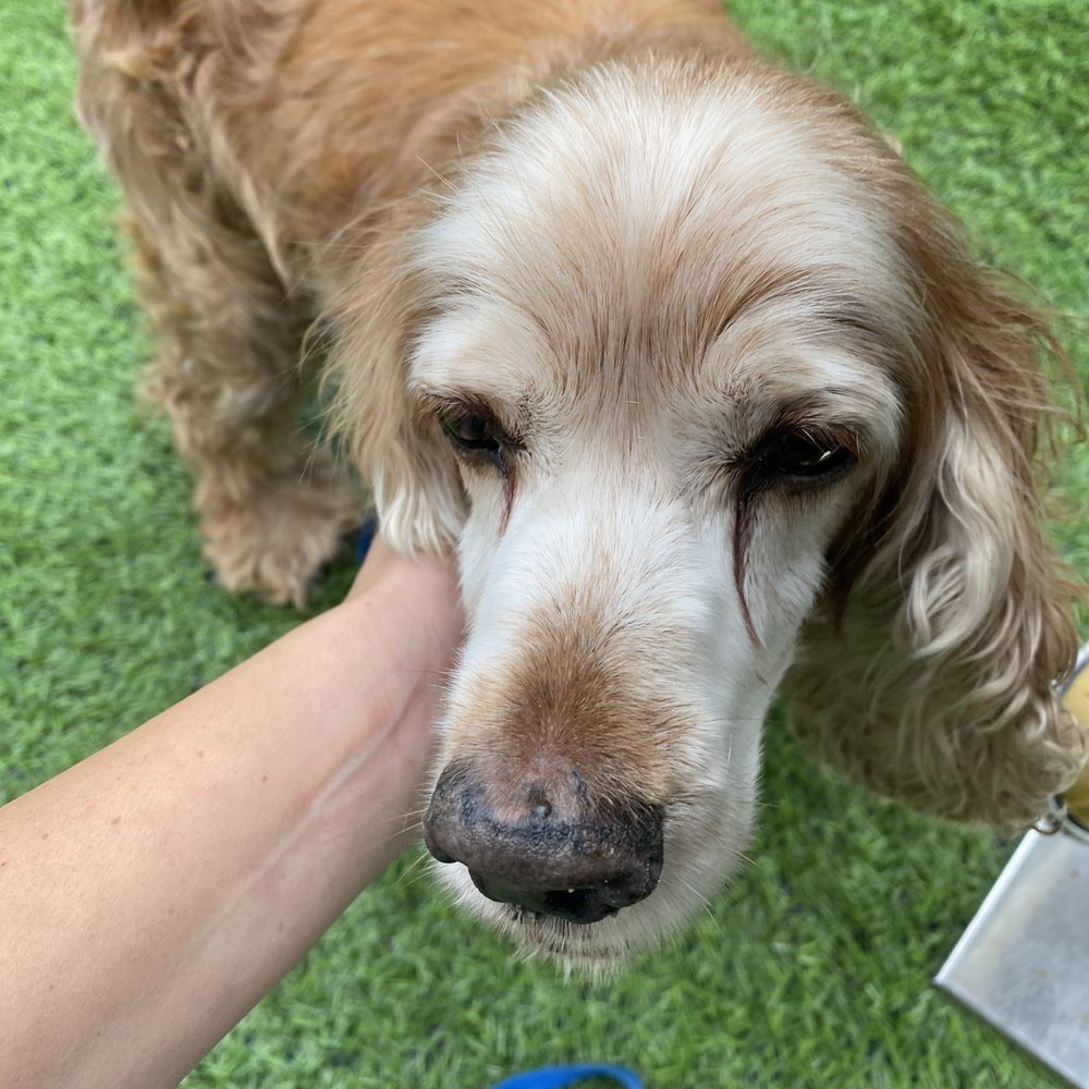 Bandit - American Near Me - Chicago, Illinois