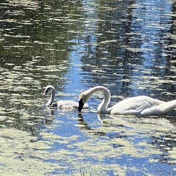 Aspen Lakes Golf Course - Mom, dad as about 1p baby swan.  I got a shot of these two. - Golf Near Me - Sisters, Oregon