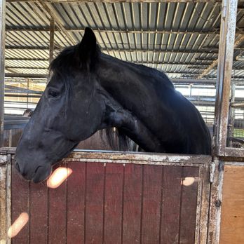 LA Horse Rentals - Horse - Horseback Riding Near Me - Glendale, California