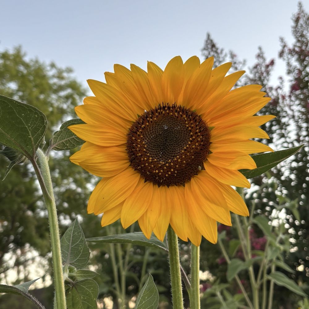 Chipotle Mexican Grill - Sunflowers outside! - Mexican Near Me - Fresno, California Chipotle Mexican Grill - Sunflowers outside! - Mexican Near Me - Fresno, California