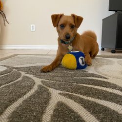 24PetWatch - Rusty Sturm