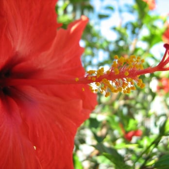Woody's Laundromat - Hibiscus, Back Patio 9-1-07 - Laundromat Near Me - Oakland, California Woody's Laundromat - Hibiscus, Back Patio 9-1-07 - Laundromat Near Me - Oakland, California