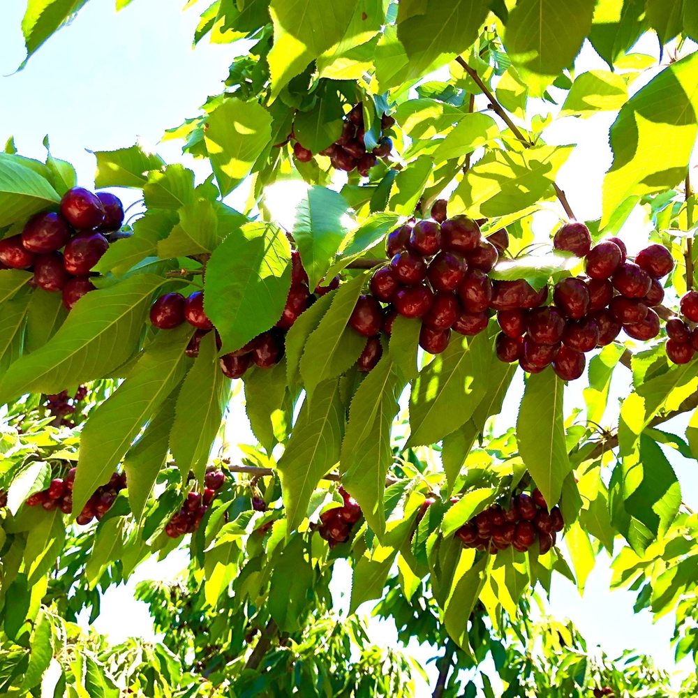 Cherry Time - Sweet cherries picked on Memorial dat weekend! - Pick Your Own Farms Near Me - Brentwood, California Cherry Time - Sweet cherries picked on Memorial dat weekend! - Pick Your Own Farms Near Me - Brentwood, California