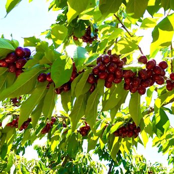 Cherry Time - Sweet cherries picked on Memorial dat weekend! - Pick Your Own Farms Near Me - Brentwood, California