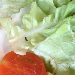 SP Flower & Tea Room - Live slug in my salad...I guess it's fresh?