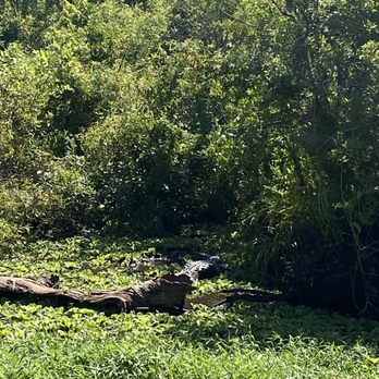 CREW - Bird Rookery Swamp - Parks Near Me - Naples, Florida